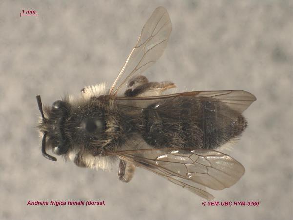 Photo of Andrena frigida by Spencer Entomological Museum